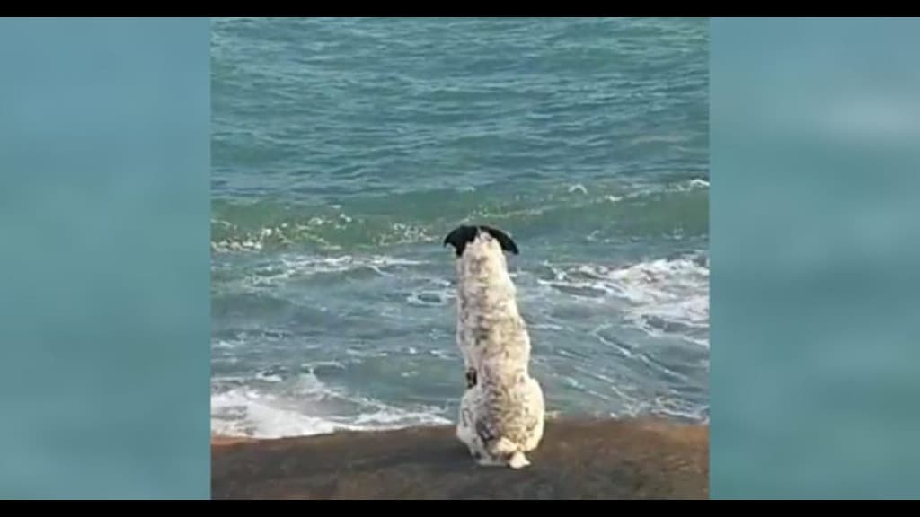 Homem cai em costão e cachorro fica esperando o tutor ser resgatado pelos bombeiros