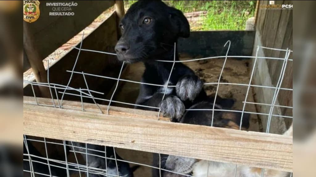 Cães sem comida e rodeados por fezes são resgatados em Bombinhas