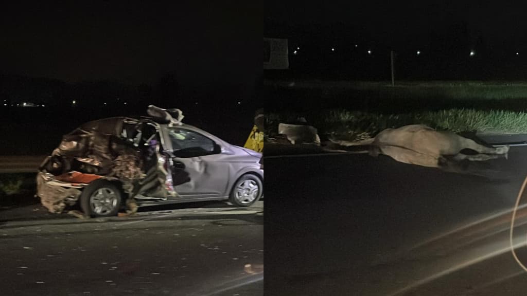 Homem fica gravemente ferido após colisão envolvendo cavalo na BR-101, em Porto Belo