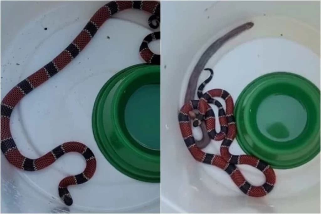 Cobra-coral vomita cobra-de-duas-cabeças após captura em SC