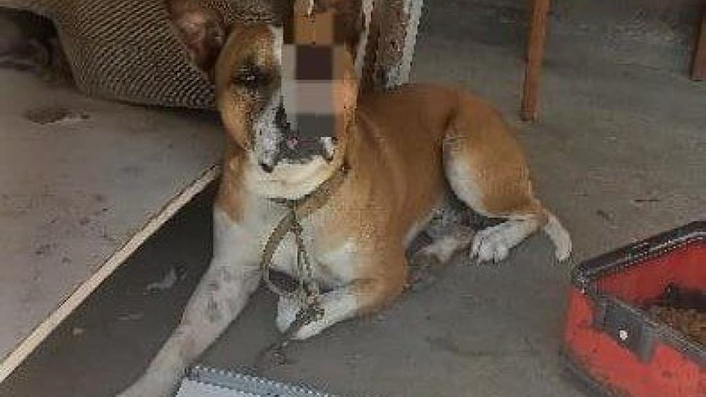 CRUELDADE: Cachorro fica cego de um olho após ser golpeado com facão na cabeça