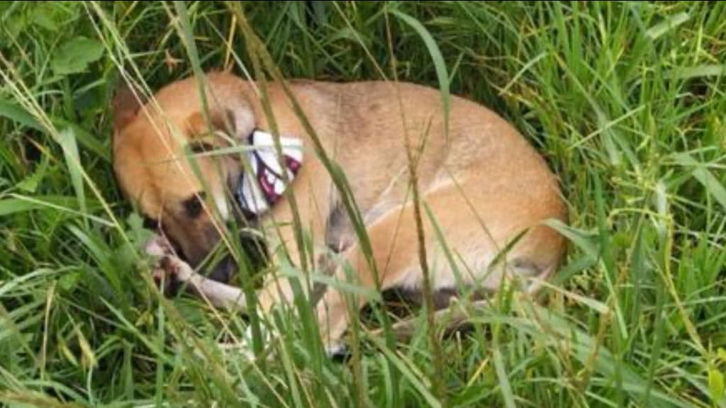 FIEL: Caramelo é encontrado deitado ao lado de tutor morto após atropelamento na BR-277