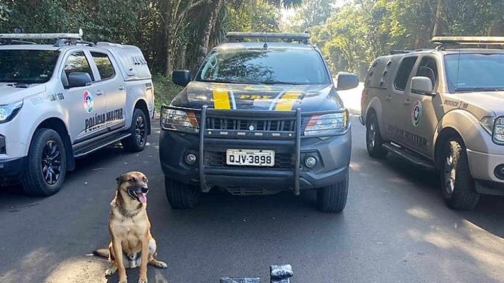 Ação policial com cão farejador resulta na apreensão de R$ 200 mil em entorpecentes na BR-153, em SC