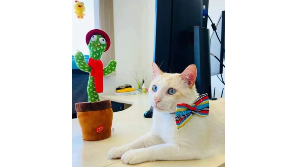 Conheça o gato “estagiário” que mora em órgão público de SC