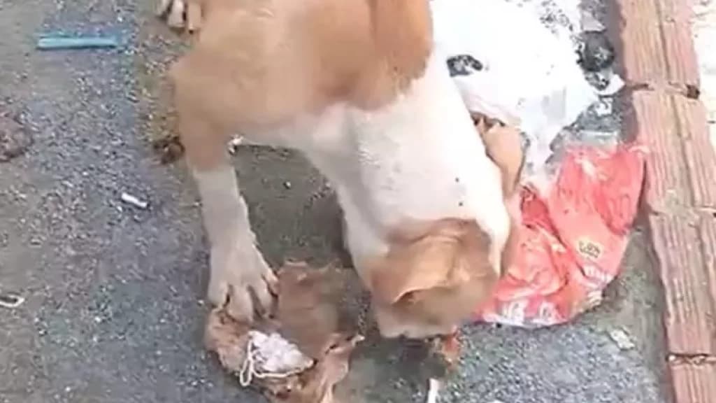 Tutor de cães é preso em flagrante por maus tratos após animais comerem papel e lixo