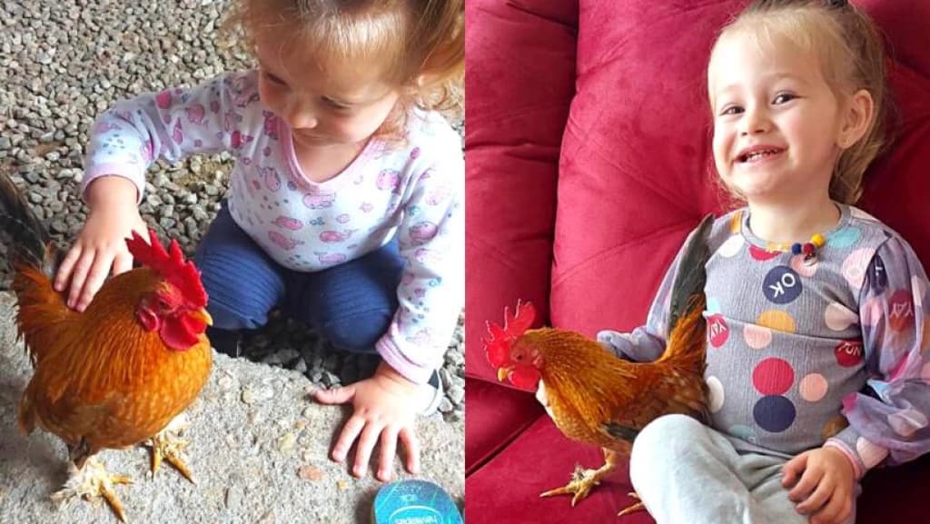 Garotinha de Tijucas cria amizade com galinho: “inseparáveis”