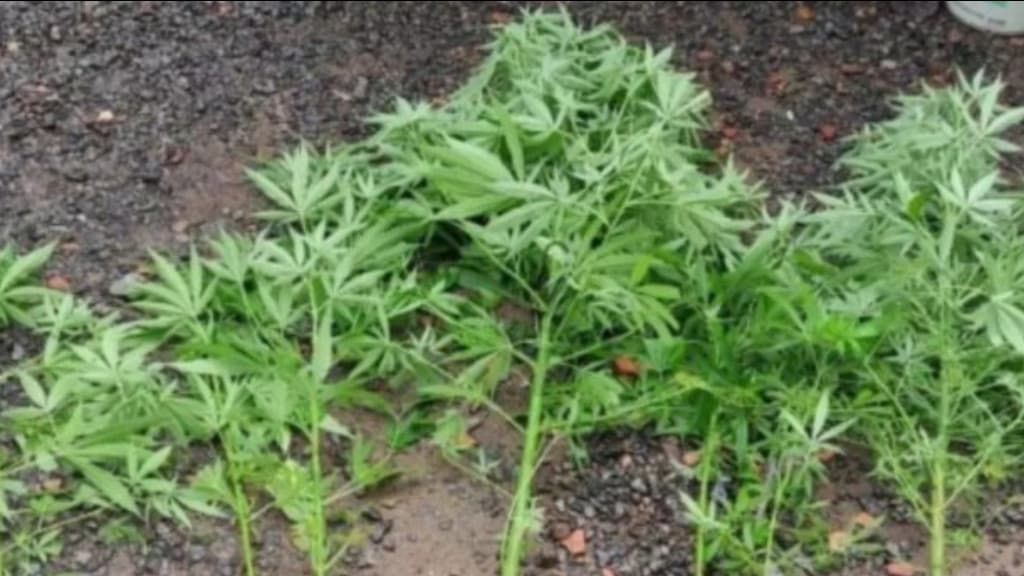 Homem é preso após mentir para o pai que pés de maconha eram aipins