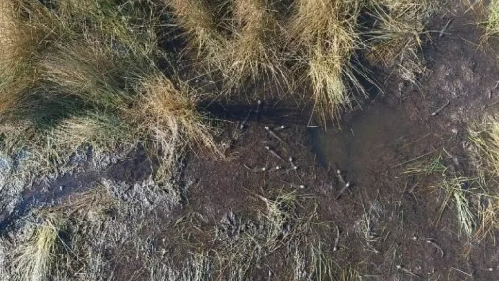 Ninhada com 25 jacarés é encontrada em Palhoça
