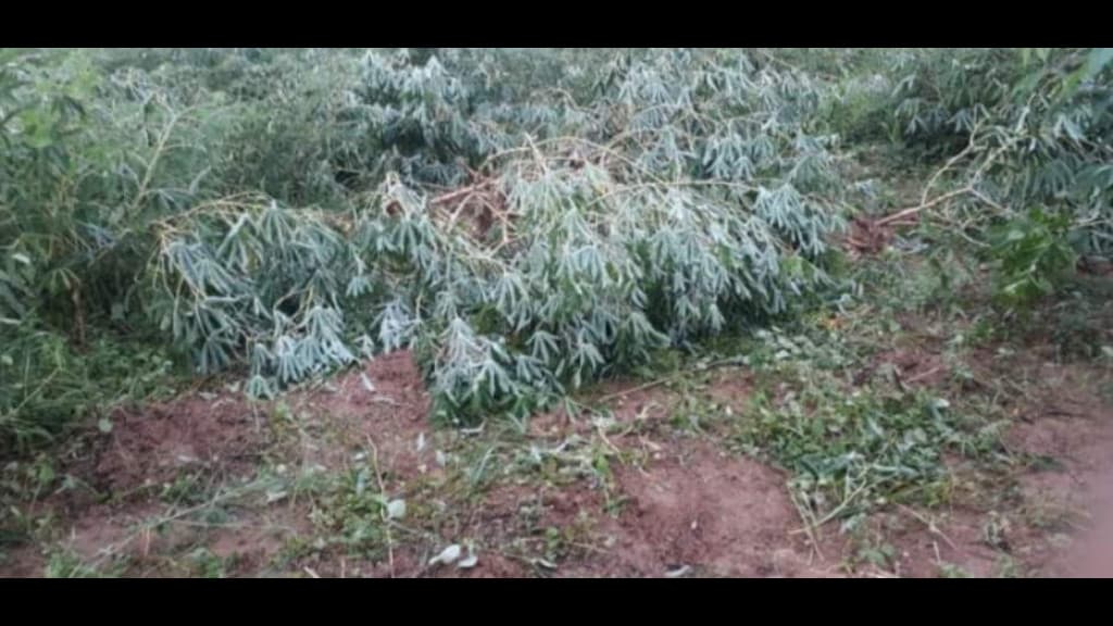Agricultor tem plantação invadida e perde 200kg de aipim