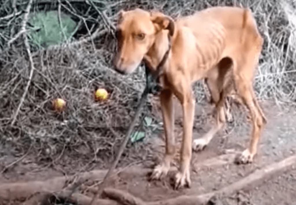 Cachorro vítima de maus-tratos é adotado por policial em SC