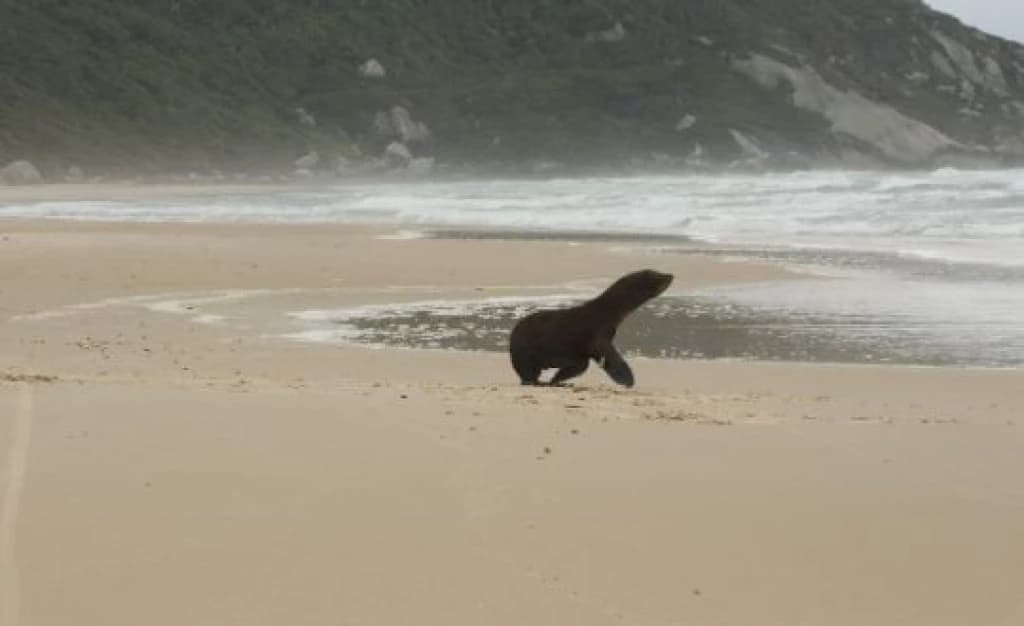 Lobo-marinho resgatado com rede de pesca presa ao pescoço é solto