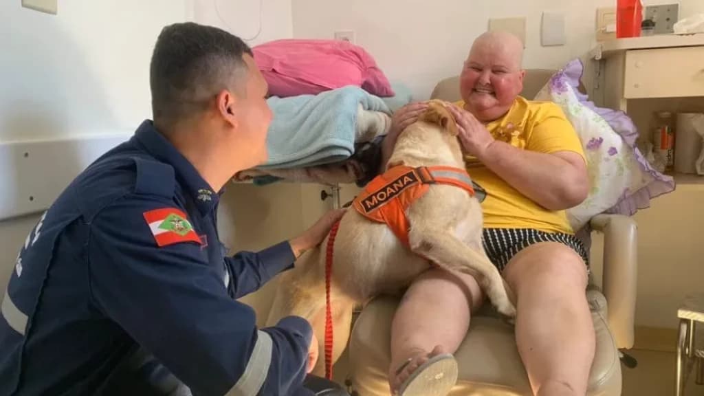 Labrador bombeira ganha nova missão: terapeuta em Hospital de Itajaí