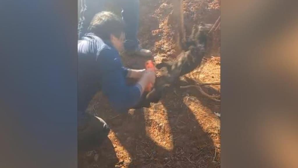 Cachorros são resgatados após queda em buraco de 8 metros em SC