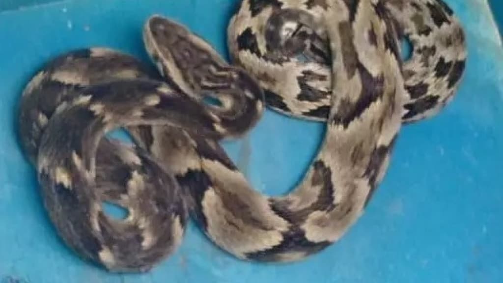 SUSTO: Família encontra cobra jararaca dentro de residência
