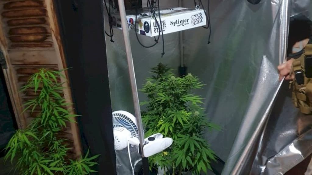 PM flagra plantação de maconha no litoral catarinense