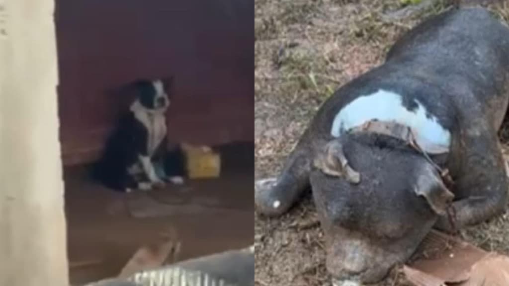 Pitbull é deixado preso pela coleira e morre afogado, no RS