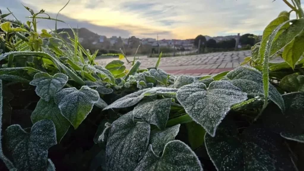 Serra catarinense amanhece com paisagem branquinha após geada
