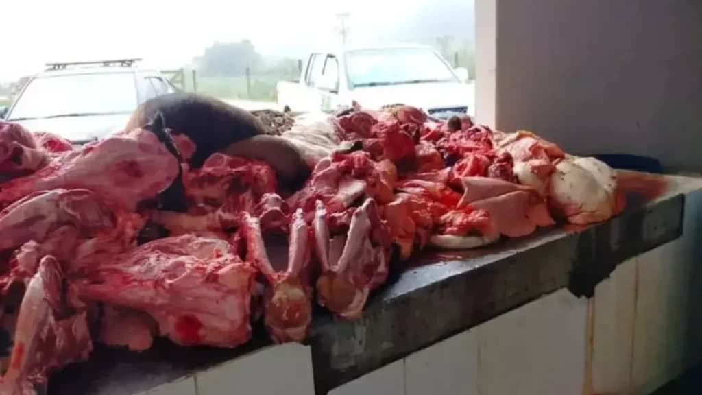 Polícia fecha abatedouro clandestino em Rancho Queimado