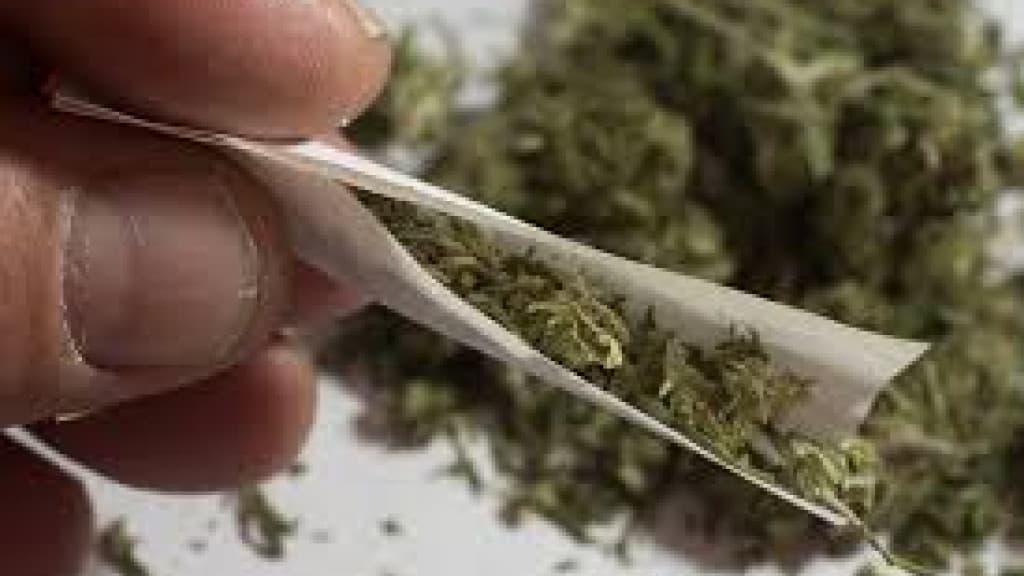 STF aceita pedido de advogados de Balneário Camboriú e solta preso com 334g de maconha