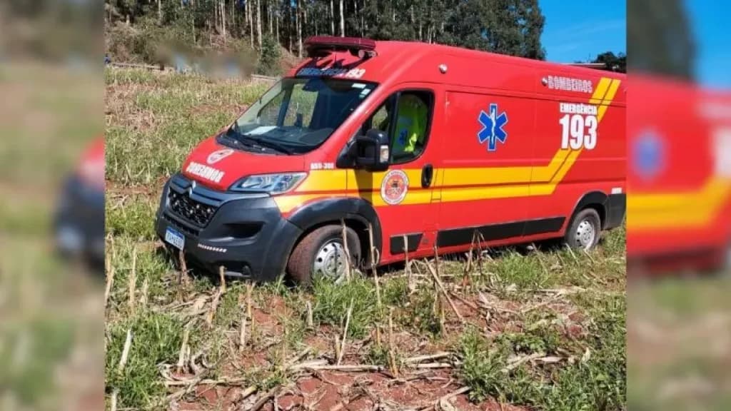 Trabalhador rural morre ao ser atingido na cabeça por árvore de eucalipto