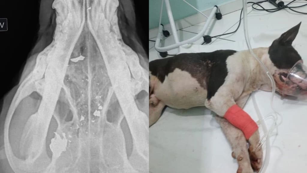 Pitbull é encontrado agonizando após levar tiro no focinho em Camboriú