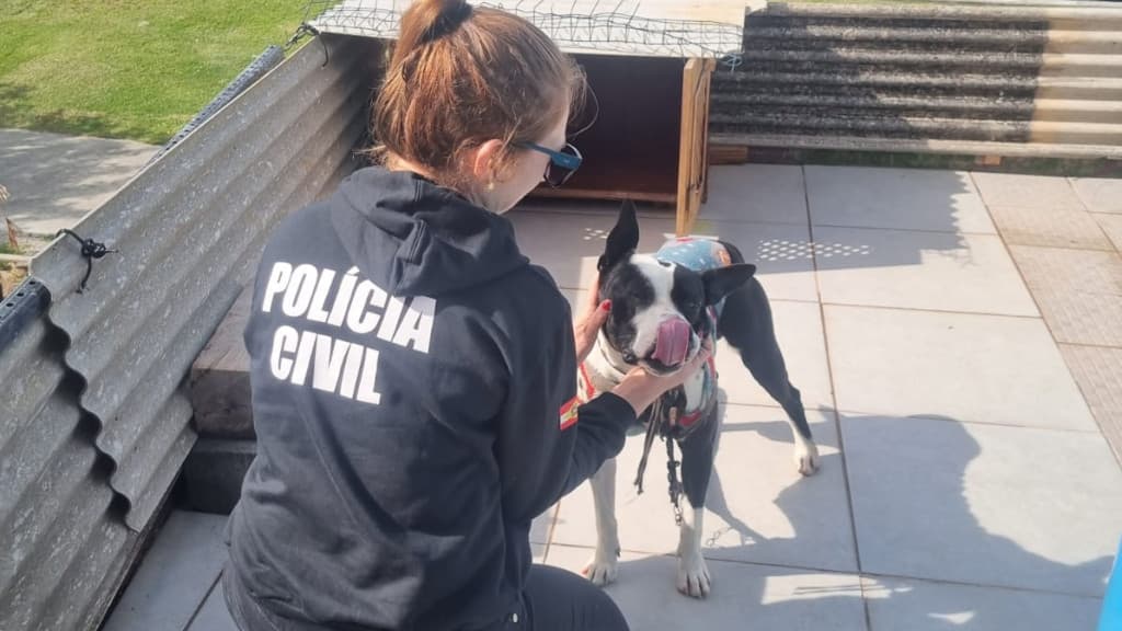 Polícia de SC lança portal para adoção de animais vítimas de maus-tratos