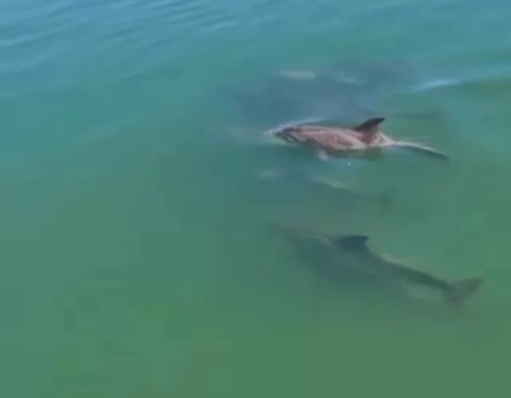 Aparição de golfinhos enche os olhos na praia do Caixa D”Aço, em Porto Belo