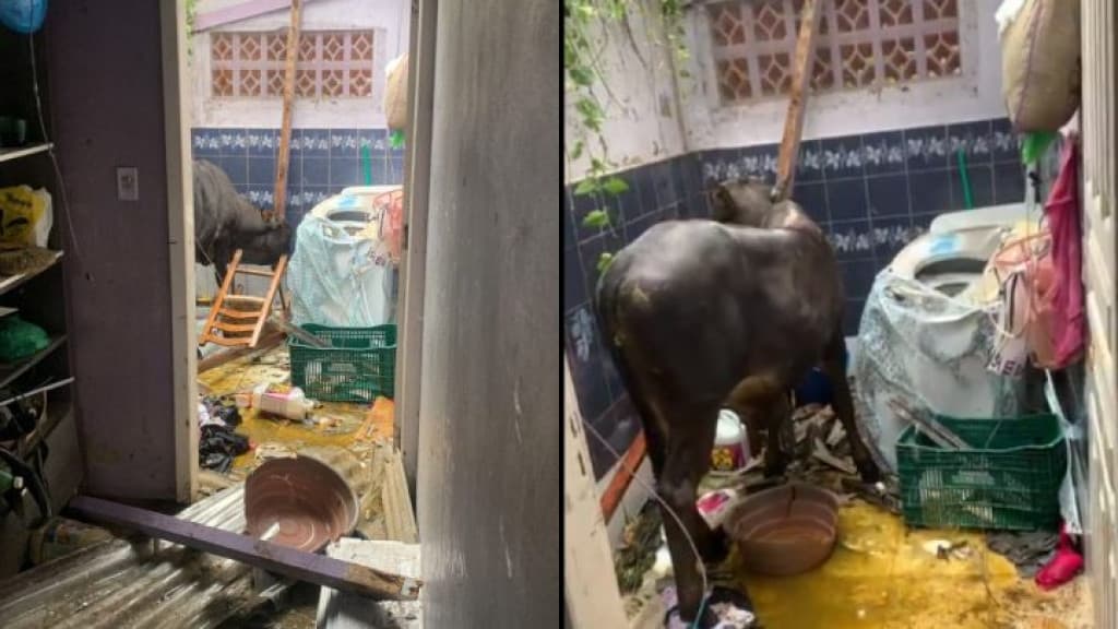 Boi cai de barranco e destrói residência em SC