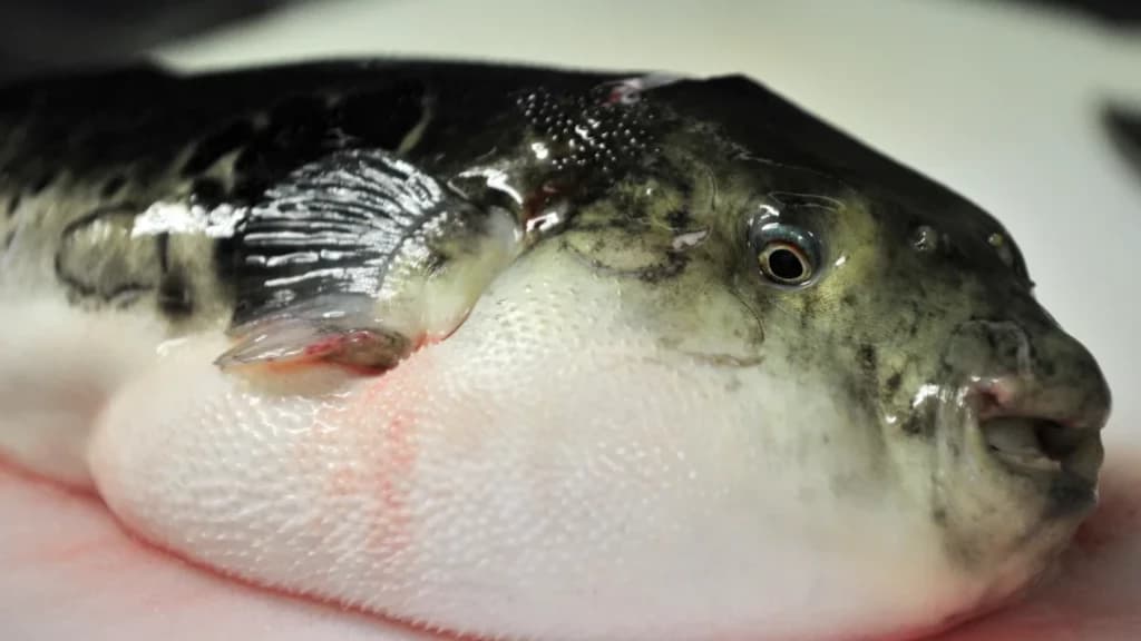 Três pessoas da mesma família morrem após comer peixe baiacu