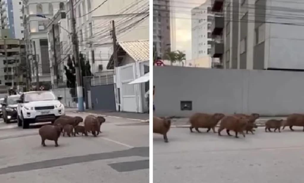 Capivaras atravessam rua e param o trânsito em Itapema