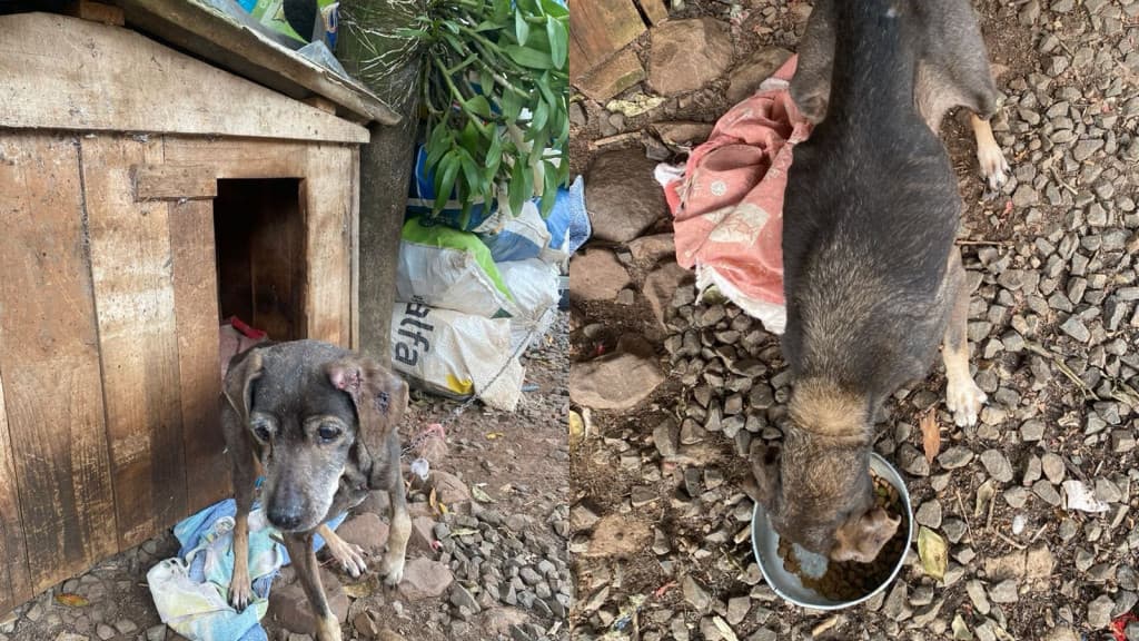 Idoso de 71 anos é preso por maus-tratos a cães