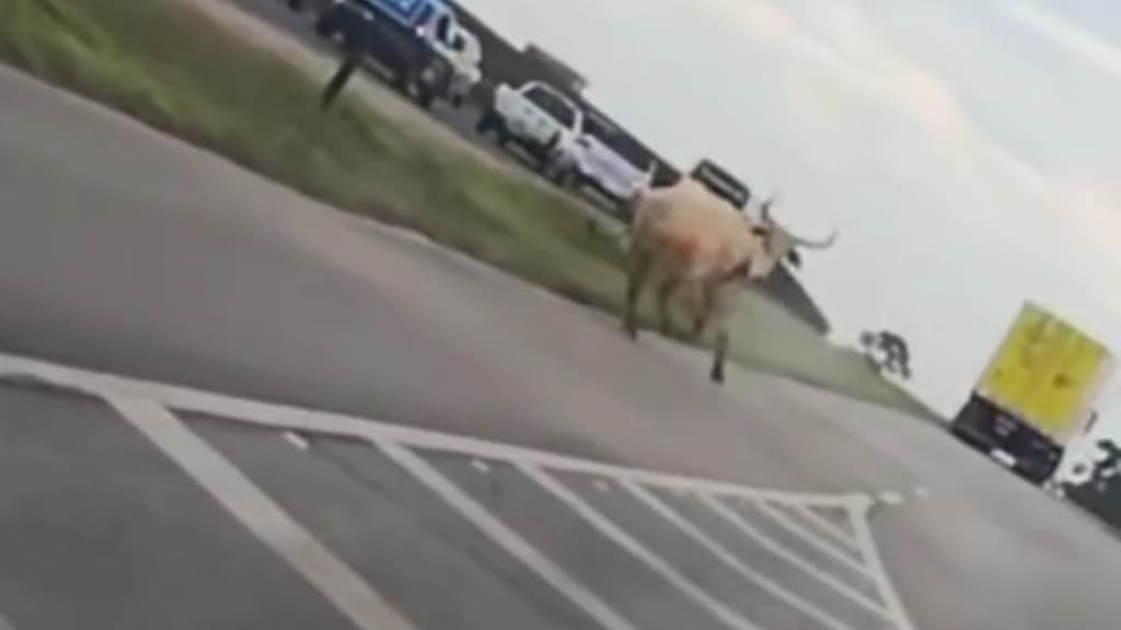 VÍDEO: Boi solto na BR-101 levanta suspeitas de fuga de fiscalização