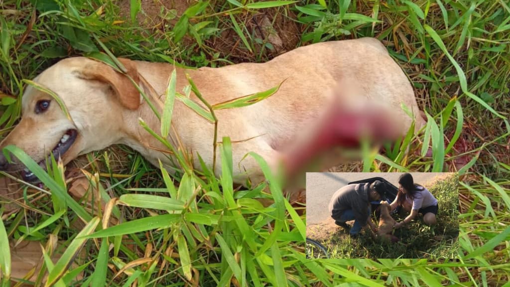 Atropelamento de cachorro por ônibus escolar em Canelinha gera revolta