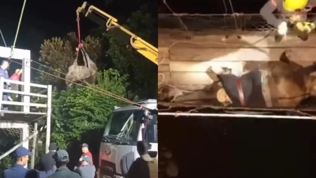 Adolescente deixa cavalo pendurado por várias horas após tentar passar em ponte pênsil