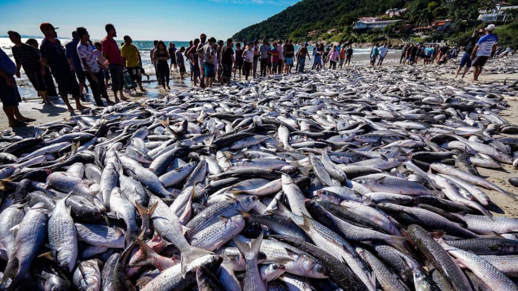 Safra da tainha: Pescadores preveem melhora nos ganhos para 2024
