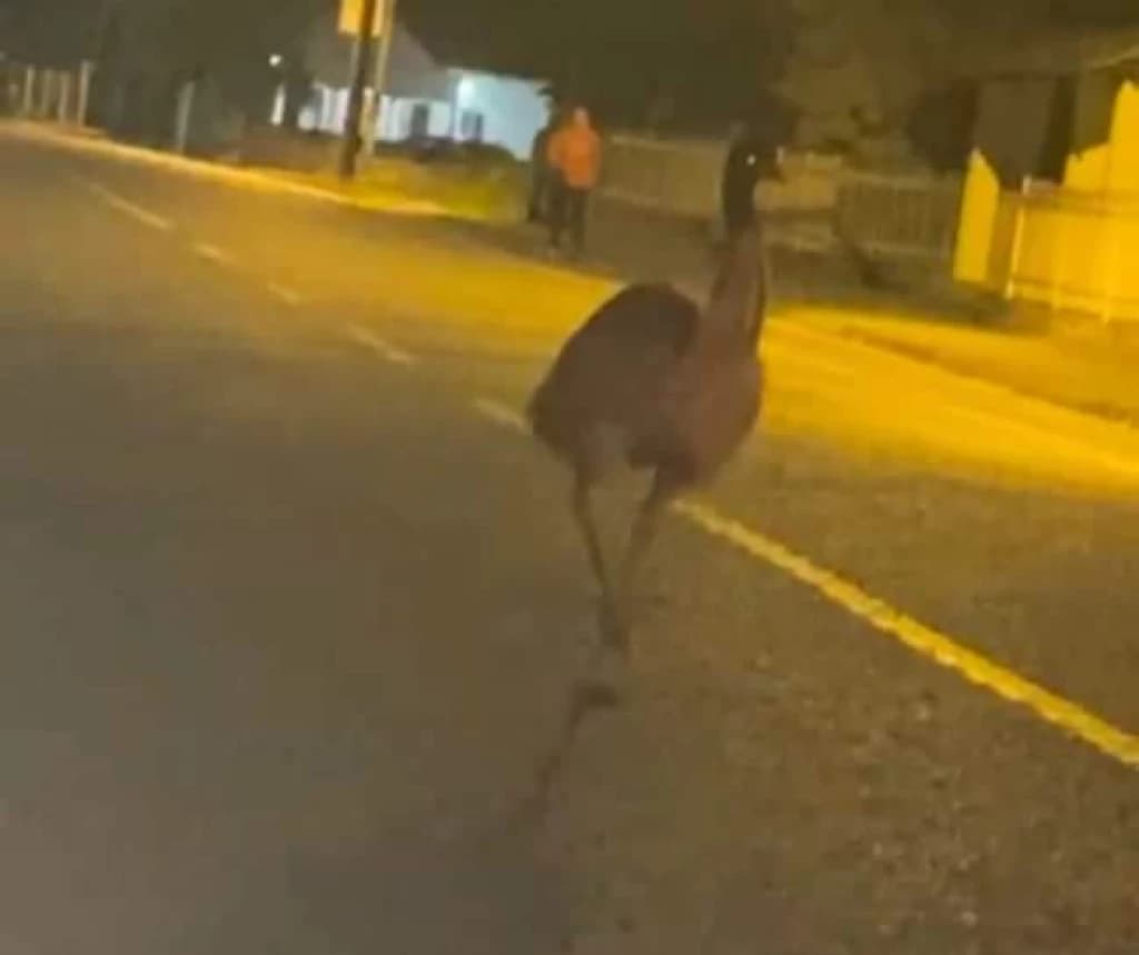 Segunda maior ave terrestre do mundo é flagrada após fuga por rua de SC