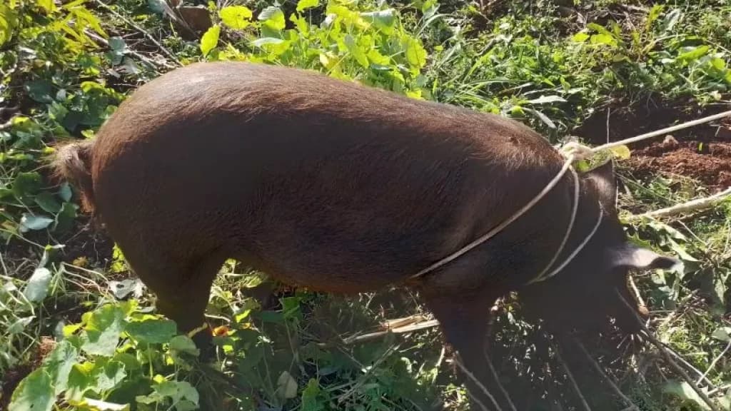 Porco dá baile nos bombeiros após invadir pátio de residência em SC
