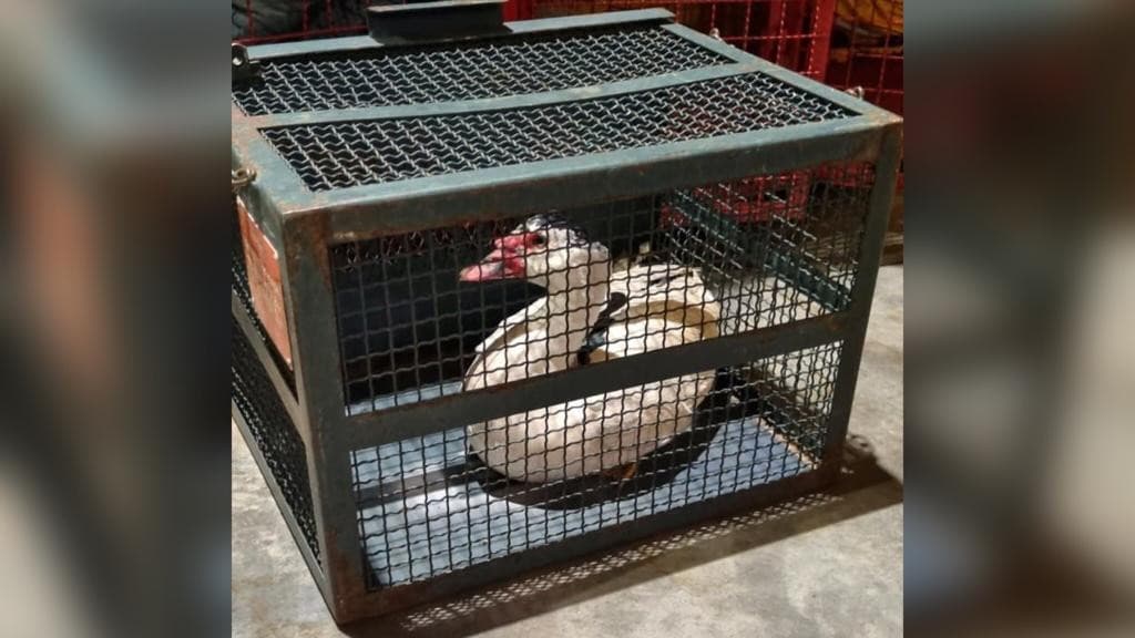 Pato é salvo após arriscada aventura no telhado de supermercado