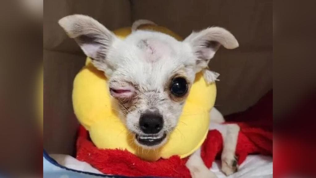 Pinscher perde olho após ser atacado a marteladas por tutora