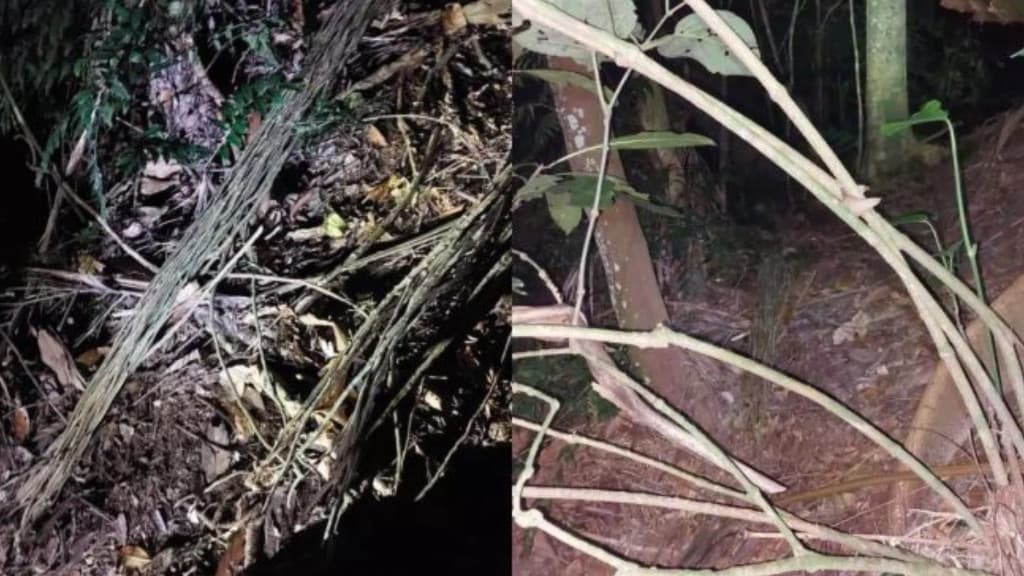 Idoso de 85 anos sai para colher cipós e é encontrado morto