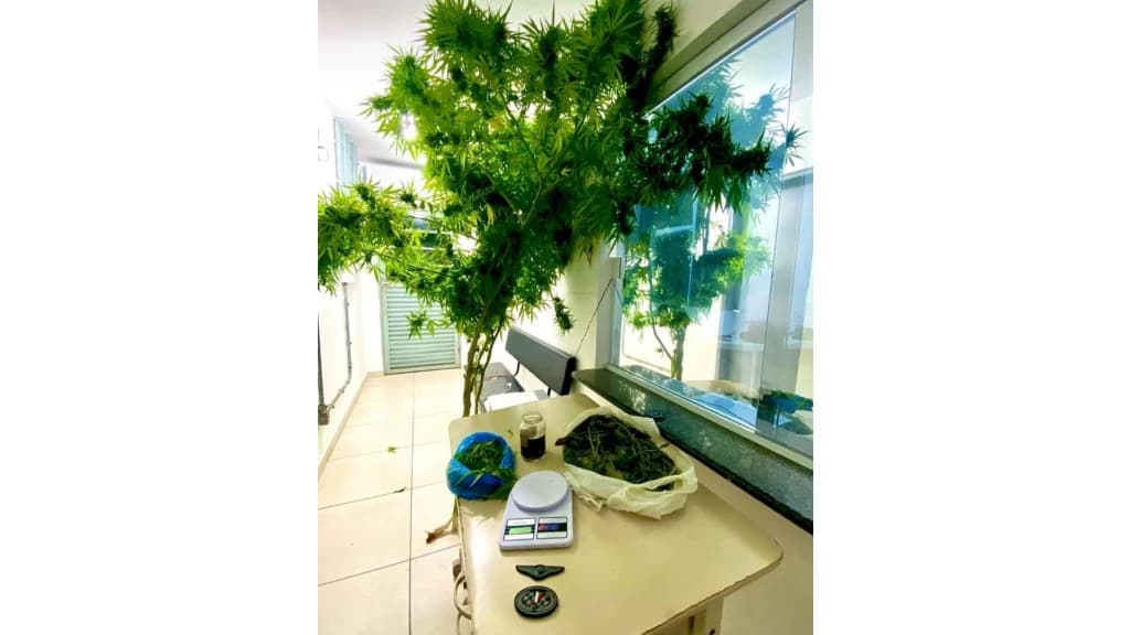 PM prende homem por cultivavar pé de maconha em Itapema