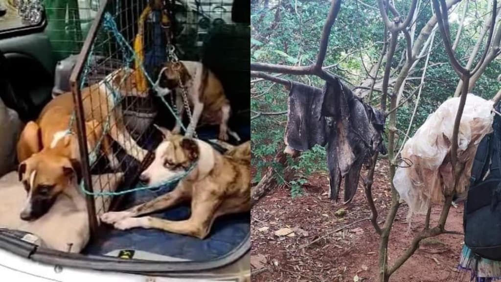 Mulher é presa por sacrificar cães para consumo humano