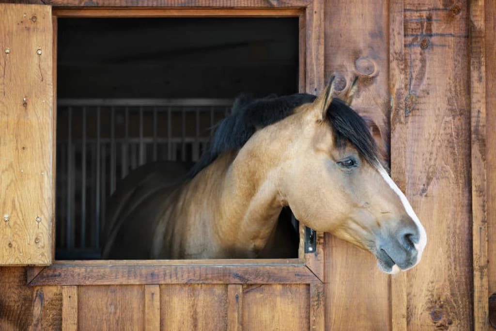 Adolescente é encontrada morta em estábulo de cavalos