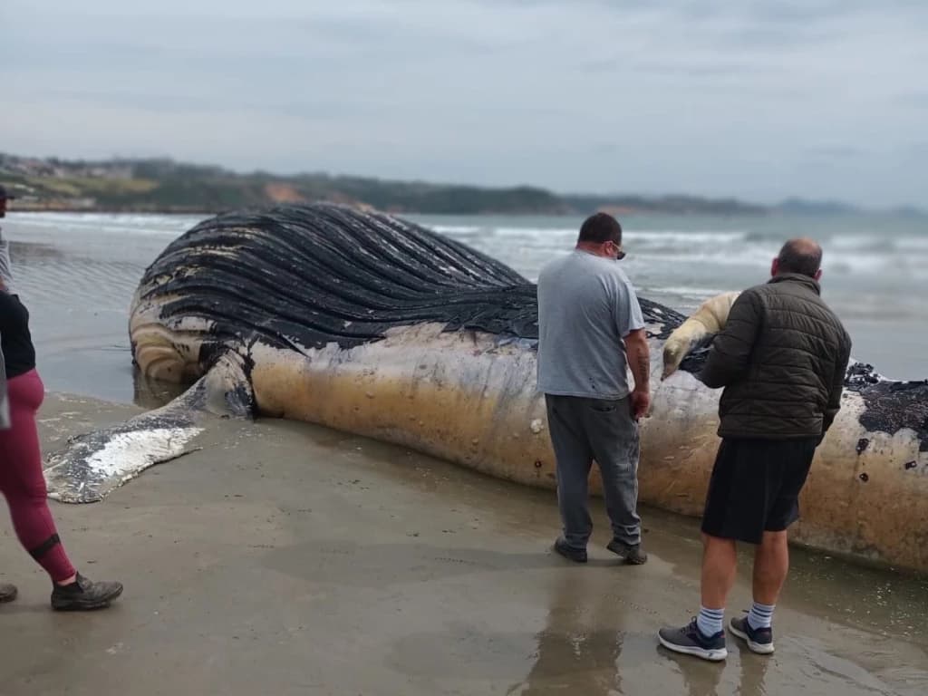 Baleia-jubarte é encontrada morta em praia de SC