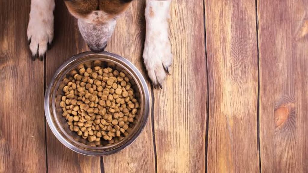 Ração seca ou úmida: qual a melhor para seu pet?