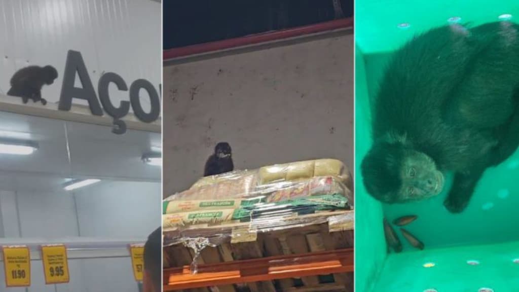 Macaco invade mercado e abre latas de cerveja