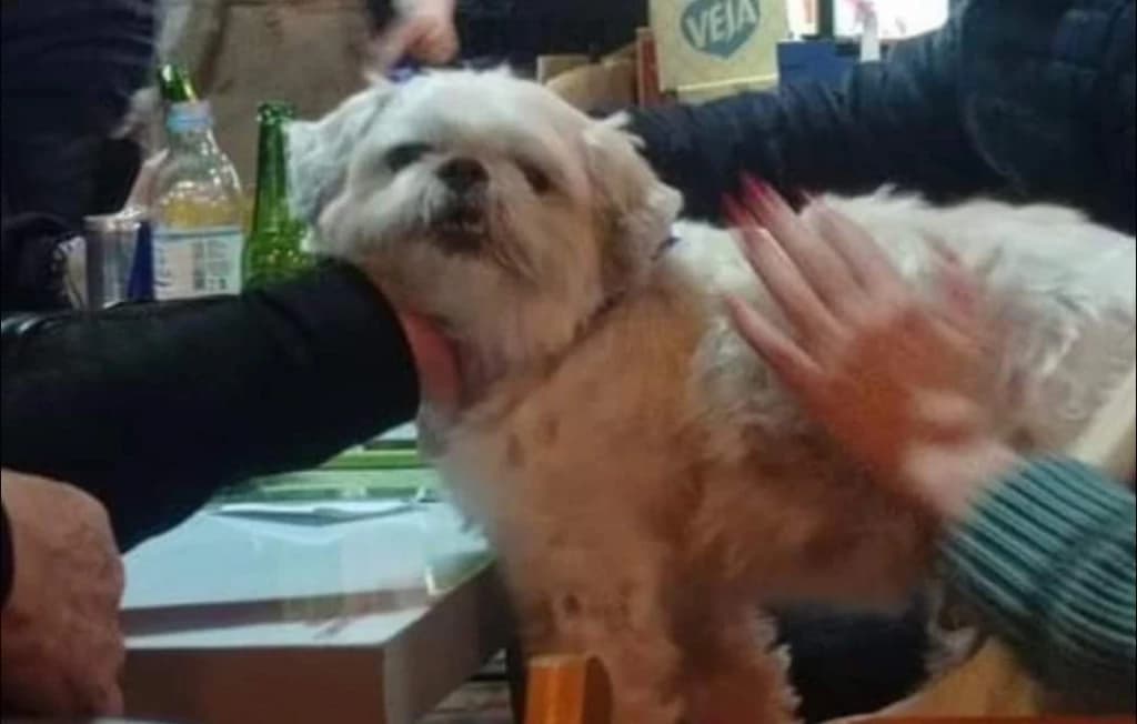 Cachorro some a noite inteira e parou em bar de BC