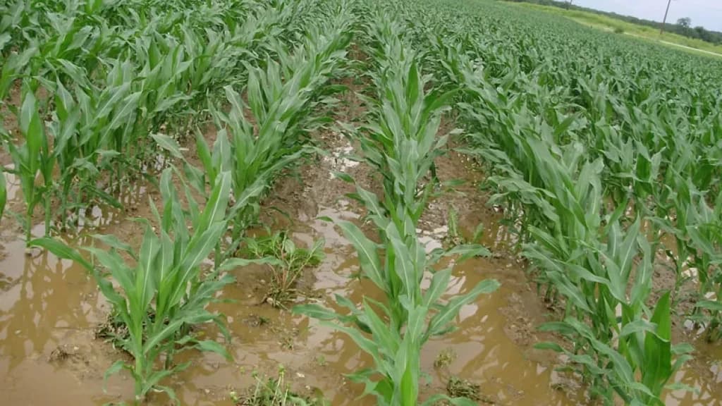 Chuvas intensas afetam produção agrícola e pecuária em Santa Catarina