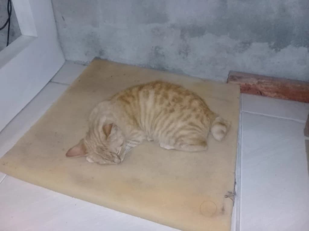 Outro bairro de Tijucas registra morte de animais: “envenenaram meus gatinhos”, diz vítima