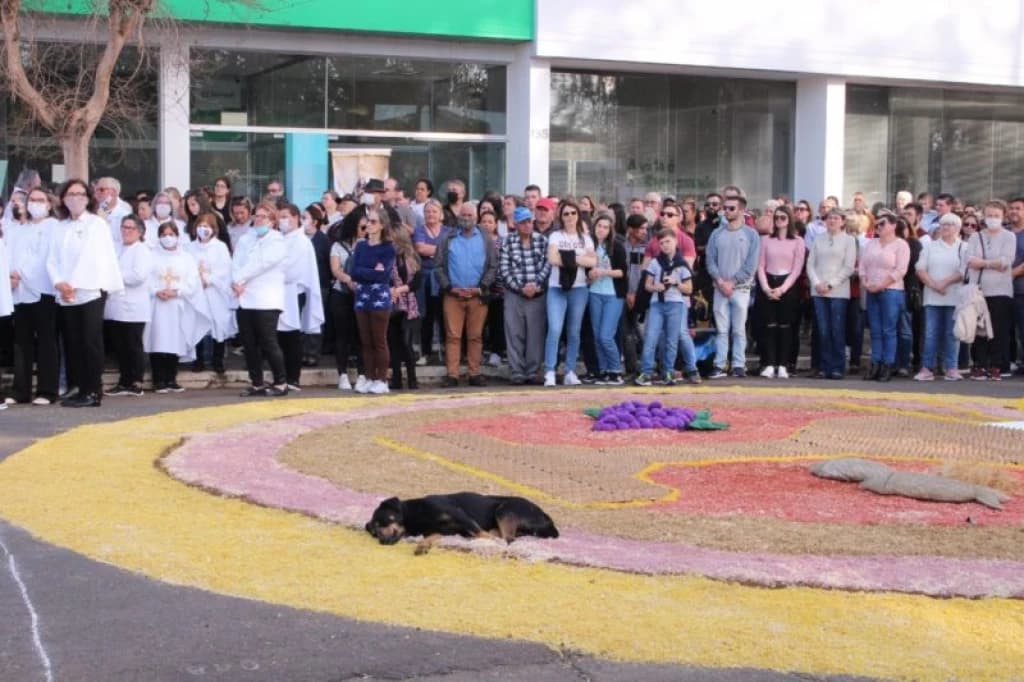 Vira-lata aproveita tapete de Corpus Christi para tirar cochilo